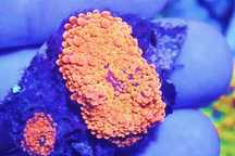 Ricordea  Yuma Super Bright Orange śliczna FLUO  FLUOLAMPS.PL WYSYŁKI