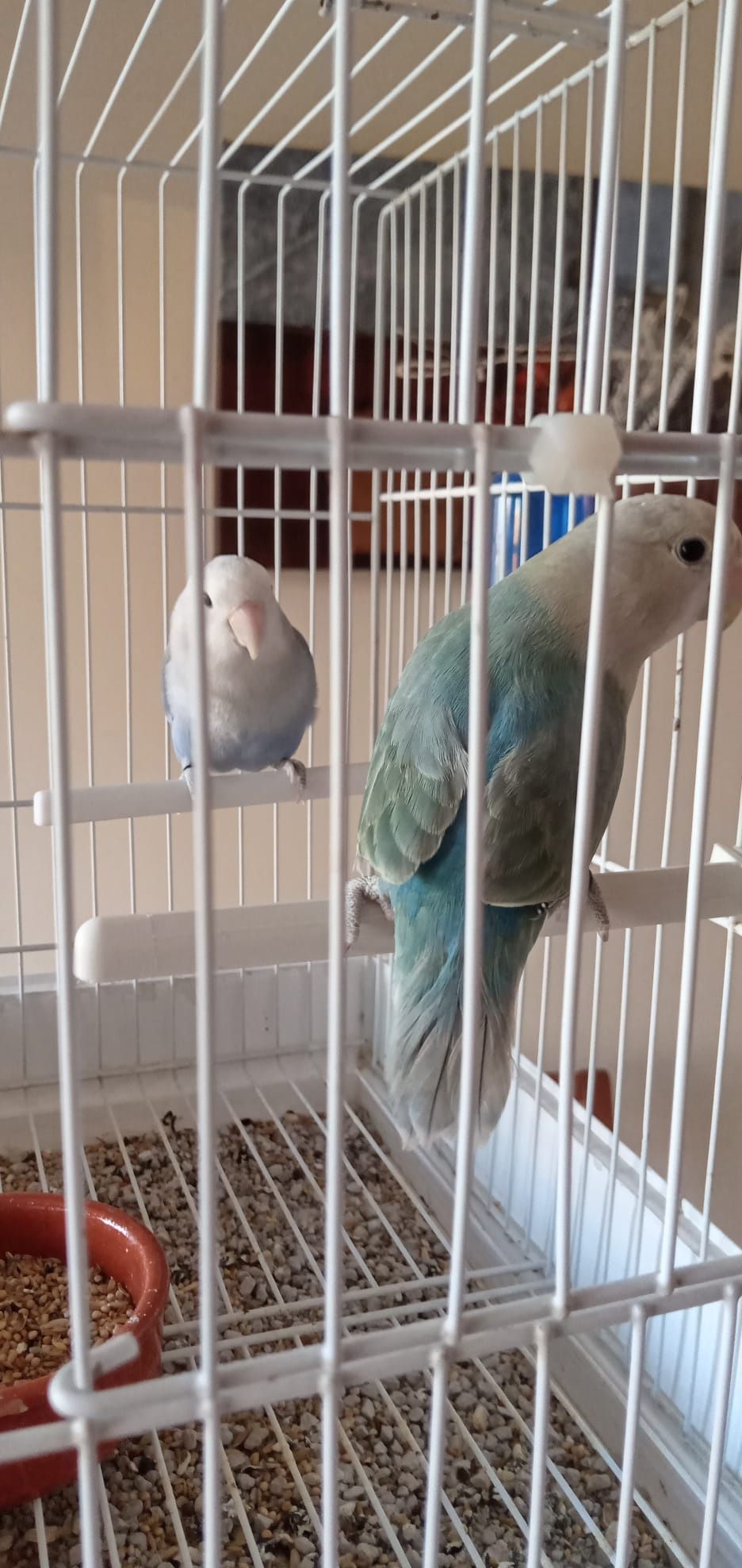 Cedem se agapornis e caturras domesticadas