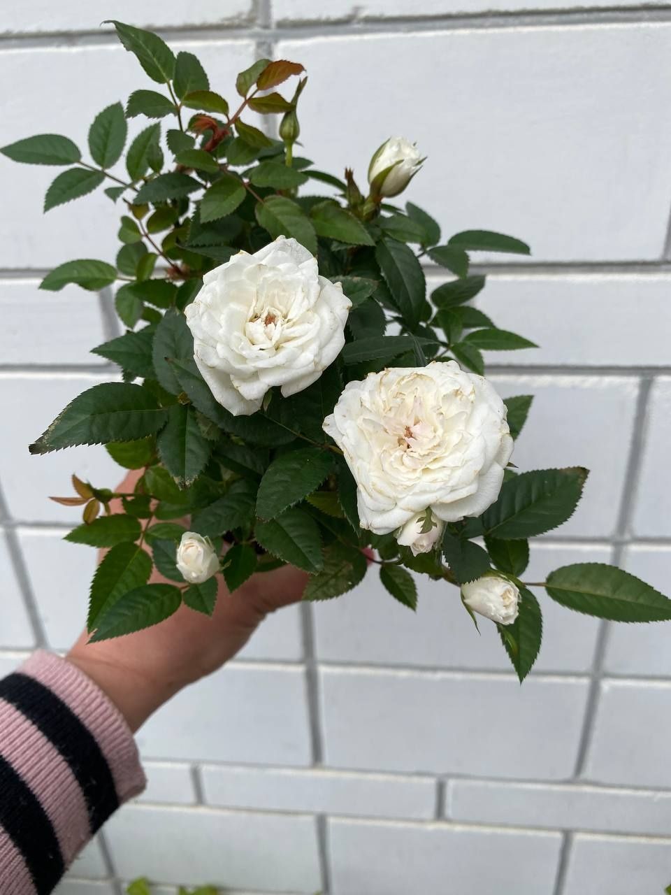 Роза мініатюрна бордюрна
