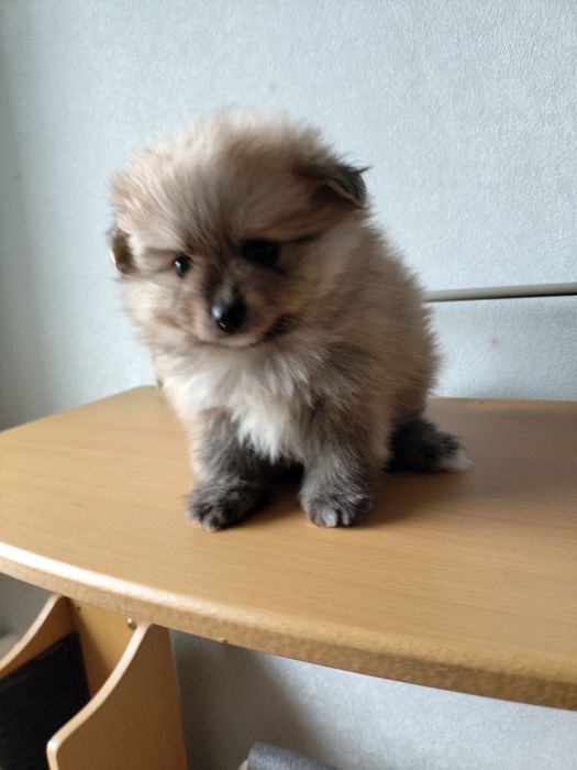 Померанский шпиц девочка