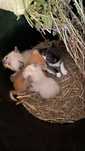 Gatinhos para adoçao