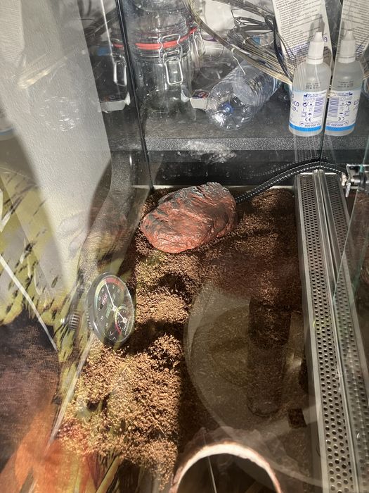 Terrario guecko tudo incluido