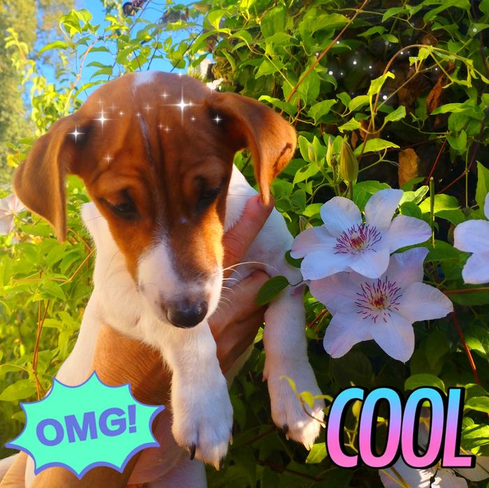 Чудова дівчинка шукає свій дім!