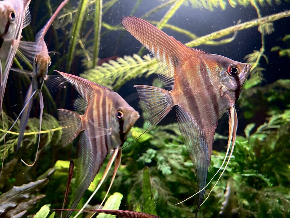 Pterophylum Scalare Skalar Red Back Amapa