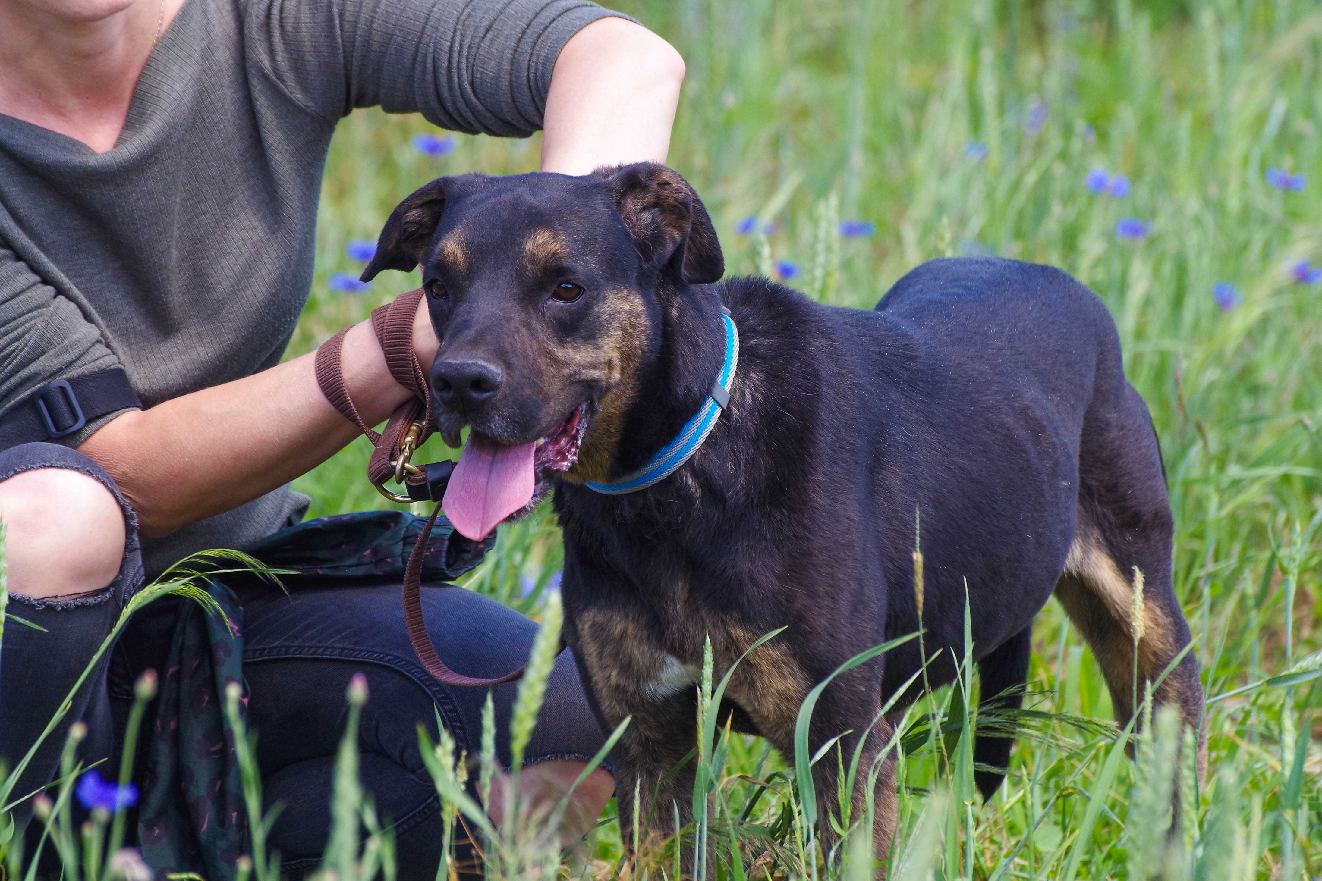 Lemon - czarne cudo zza krat do adopcji.