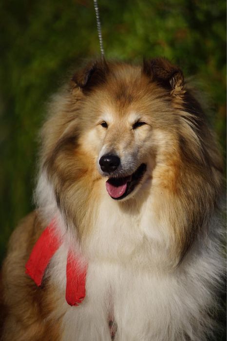 Щенки колли рыжевого окраса