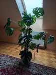 Monstera dekoracyjny kwiat
