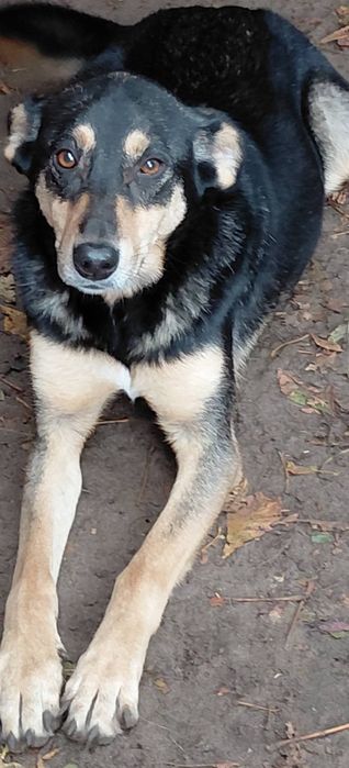 Прилаштовується гарна дівчинка