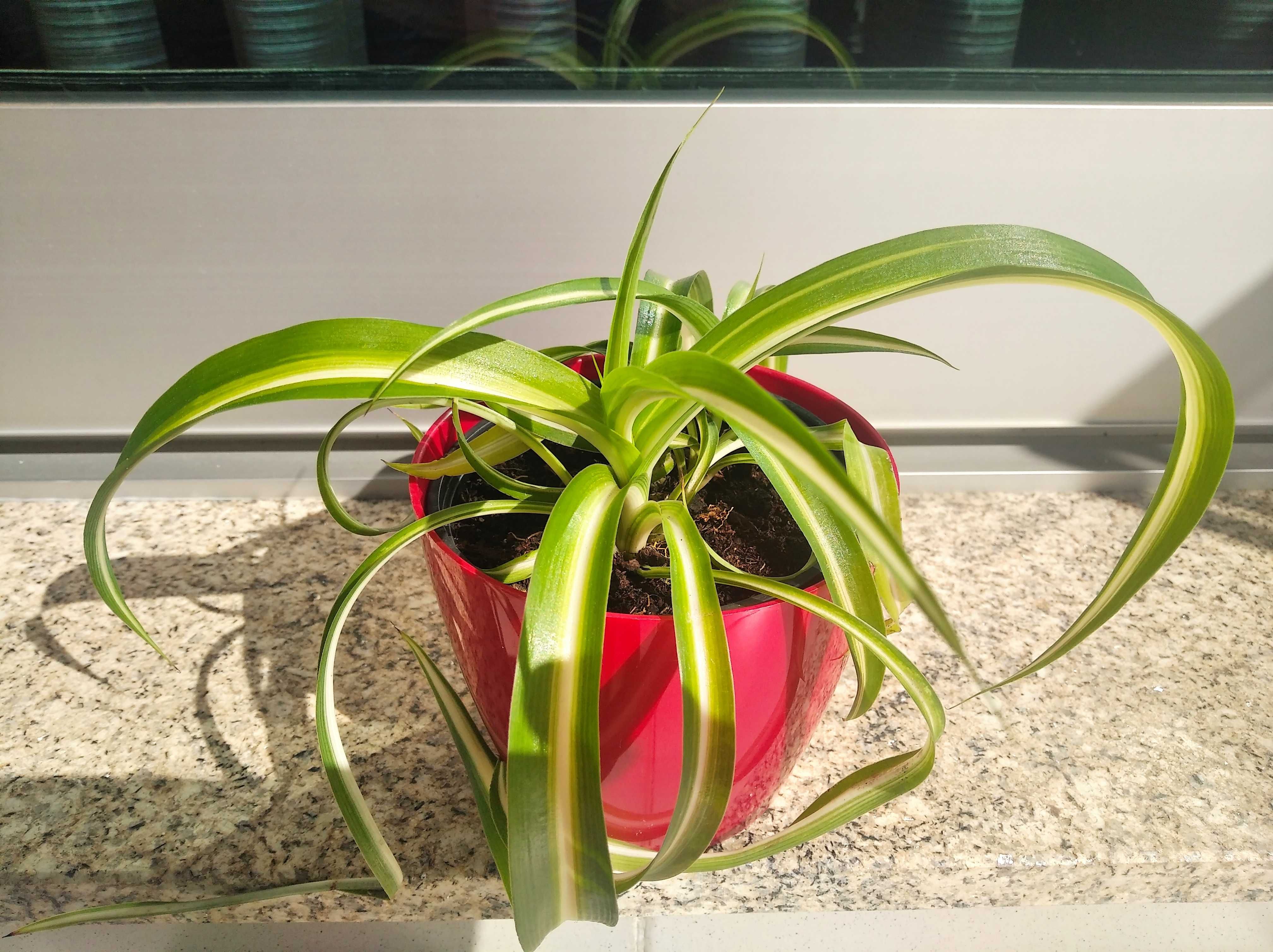 Plantas Chlorophytum / Clorofito / Planta-aranha