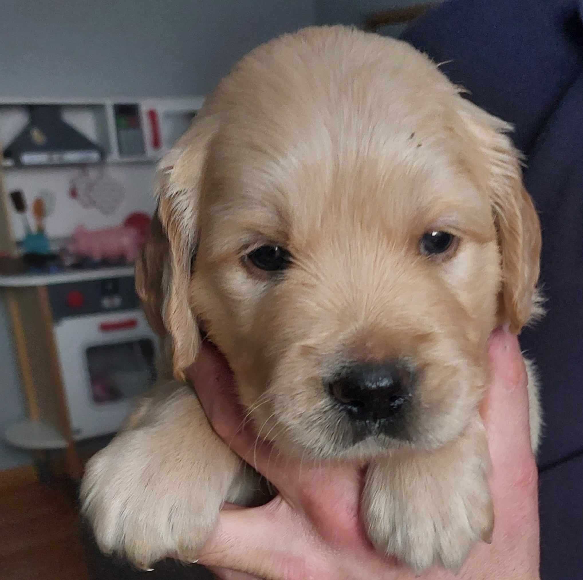 Szczeniak Golden Retriver z hodowli należącej do ZKwP/ FCI