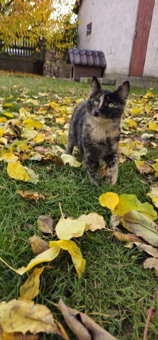 Віддам у добрі руки