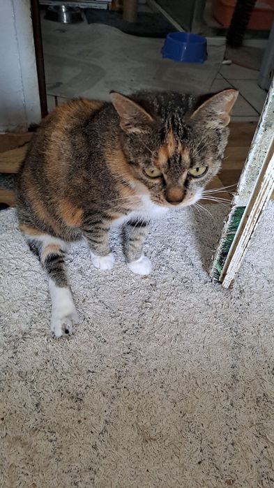 MRUCZKA. Sliczna kotka u  uratowana z ulicy