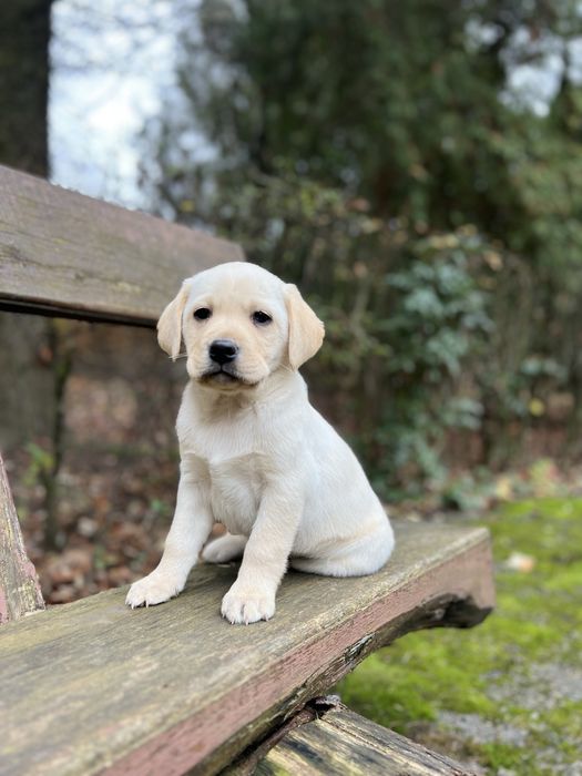 Хлопчики Палевого Лабрадора до Миколая