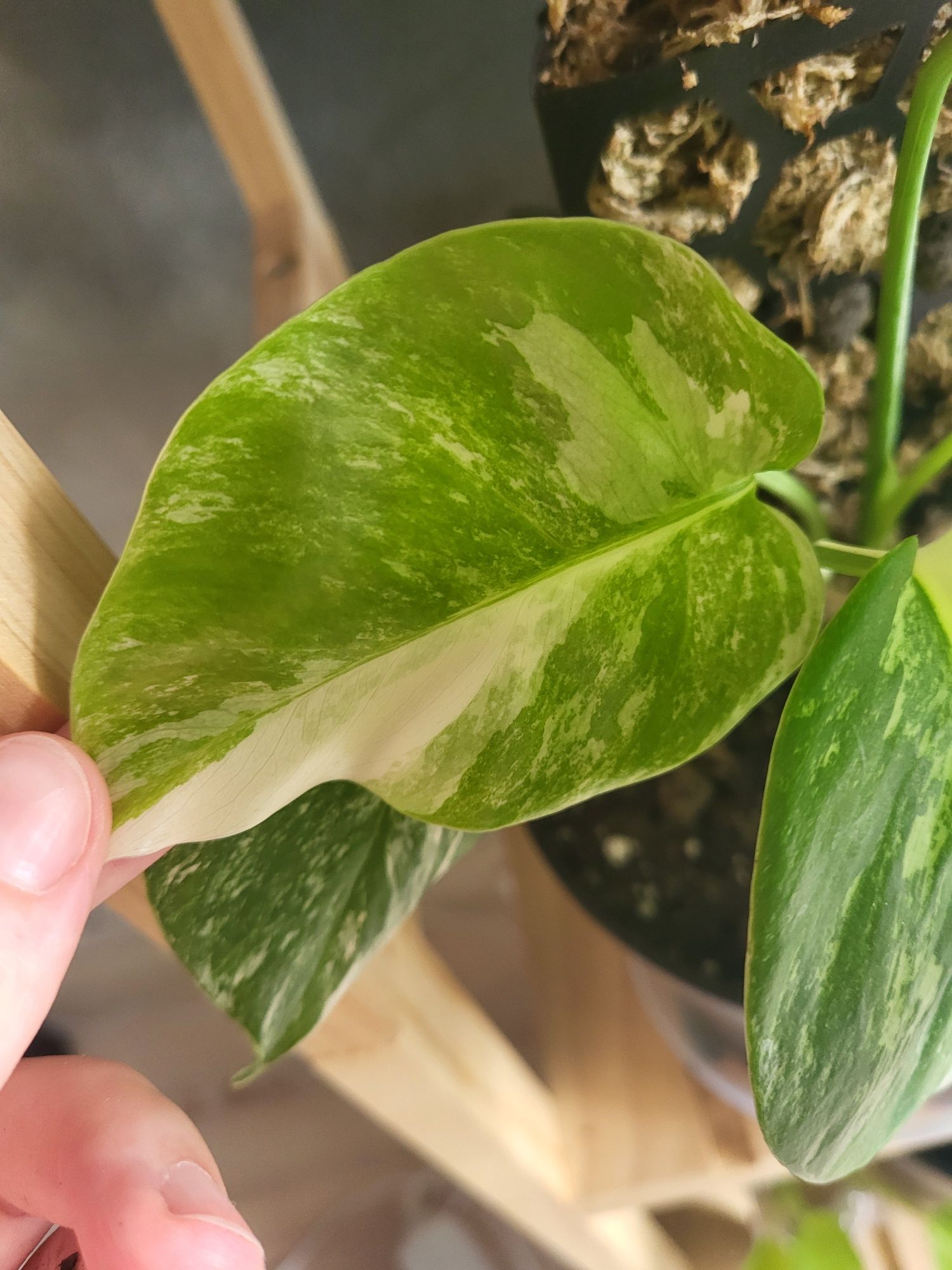 7 lisci. Monstera varie