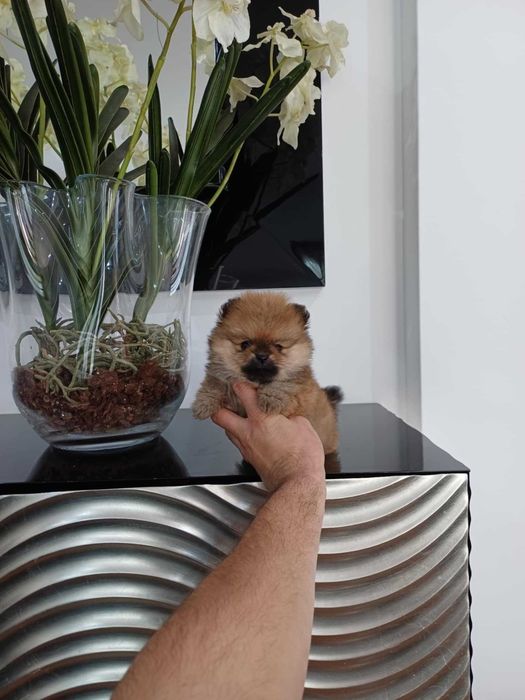 Spitz Alemão Anão/ Lulu da Pomerânia MACHO com LOP AFIXO