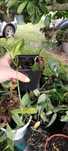 zestaw: philodendron white knight i syngonium mango allusion