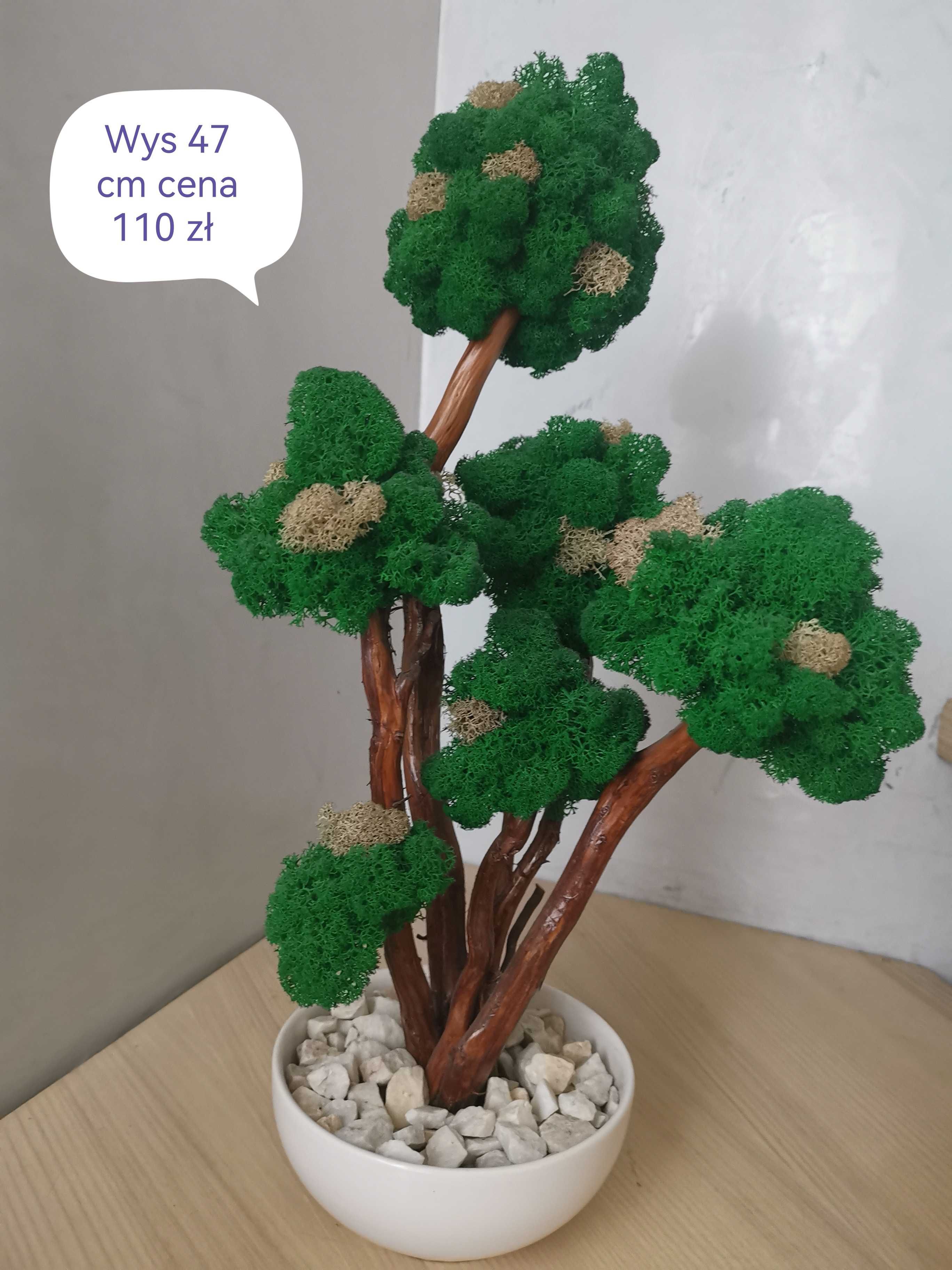 Drzewa bonsai z mchu chrobotka fińskiego