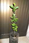 Vendo muda de Che - Fruit (maclura tricuspidata) com 60cm
