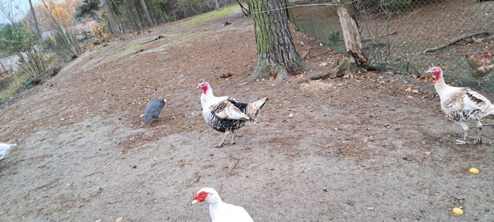 Indor indyk  z 2024r