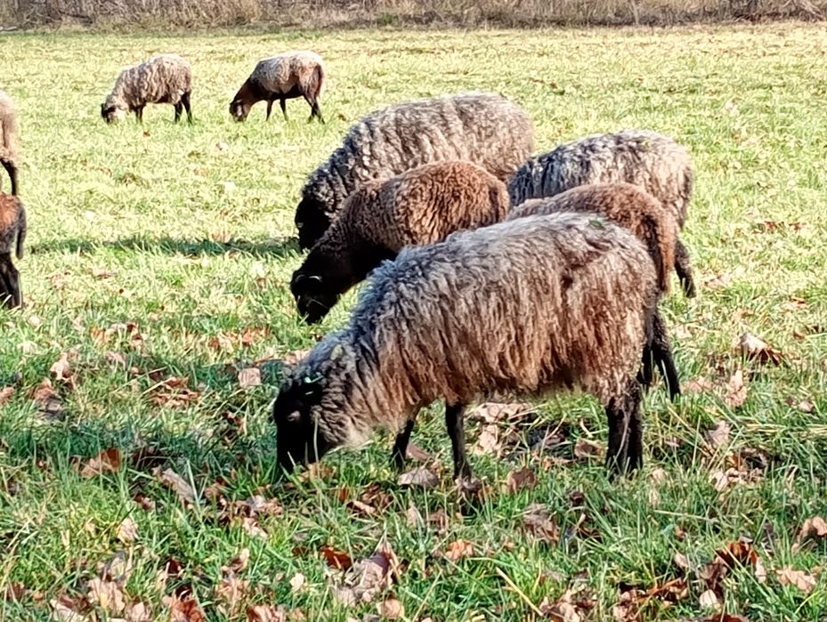 Baranki wrzosówki młode