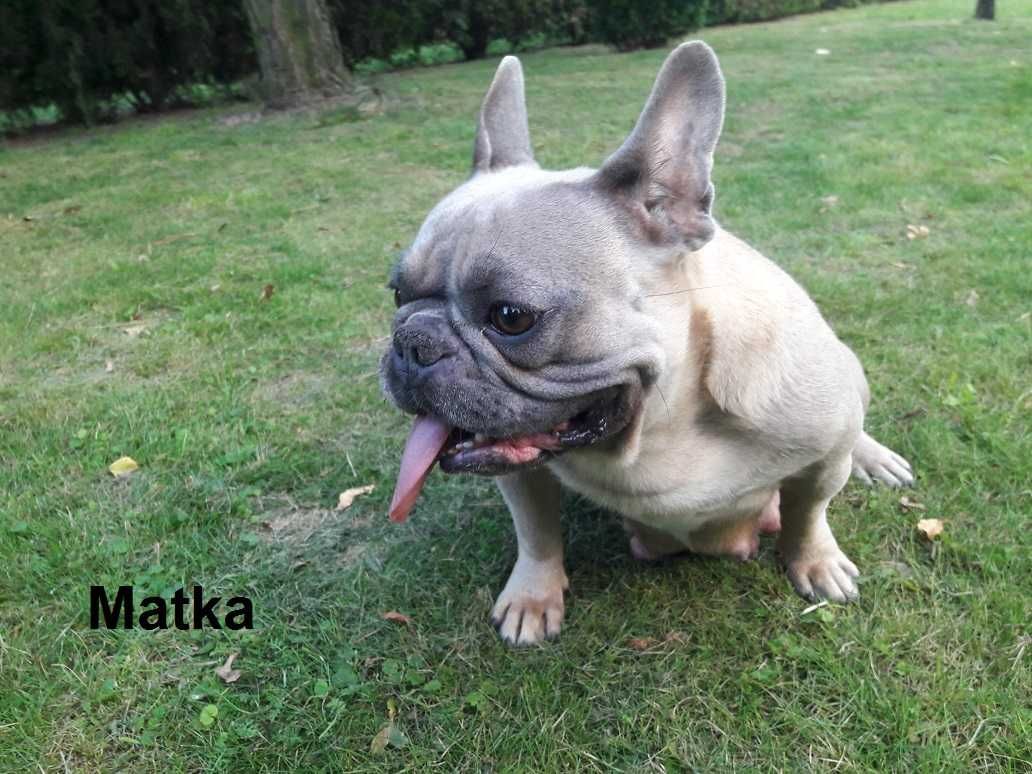 Piękna suczka  Jagoda  buldog francuski  biało-błękitna