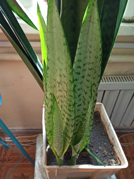 Комнатное растение Сансевиерия «Тещин язык»