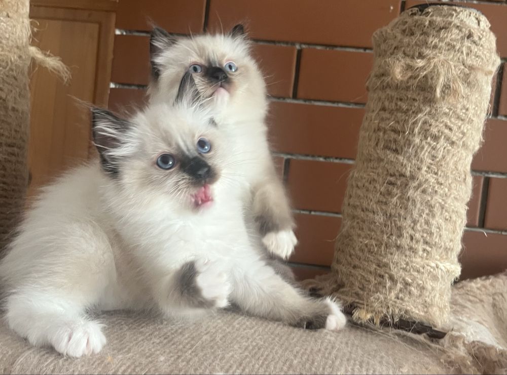 Ragdoll koci chłopczyk