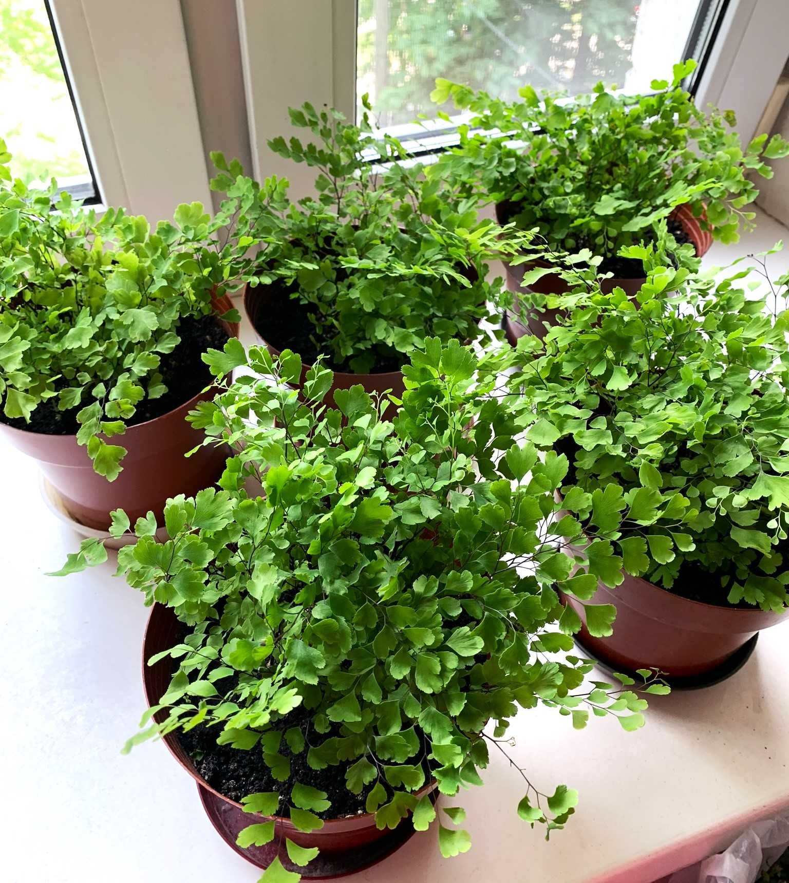 Папоротник Венерин волос, Адиантум, Adiantum