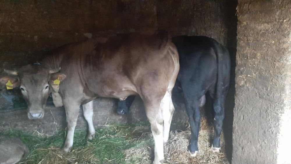 Jałowka do dalszej hodowli