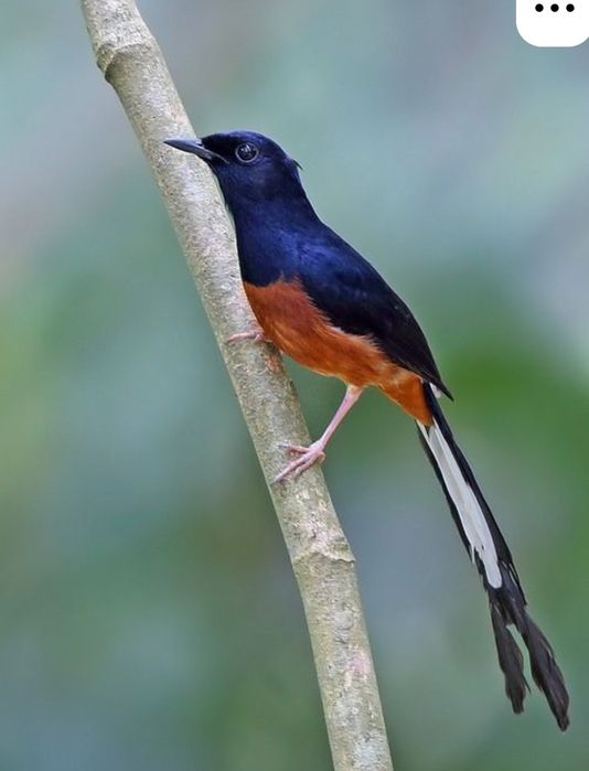 Copsychus malabaricus -  casal