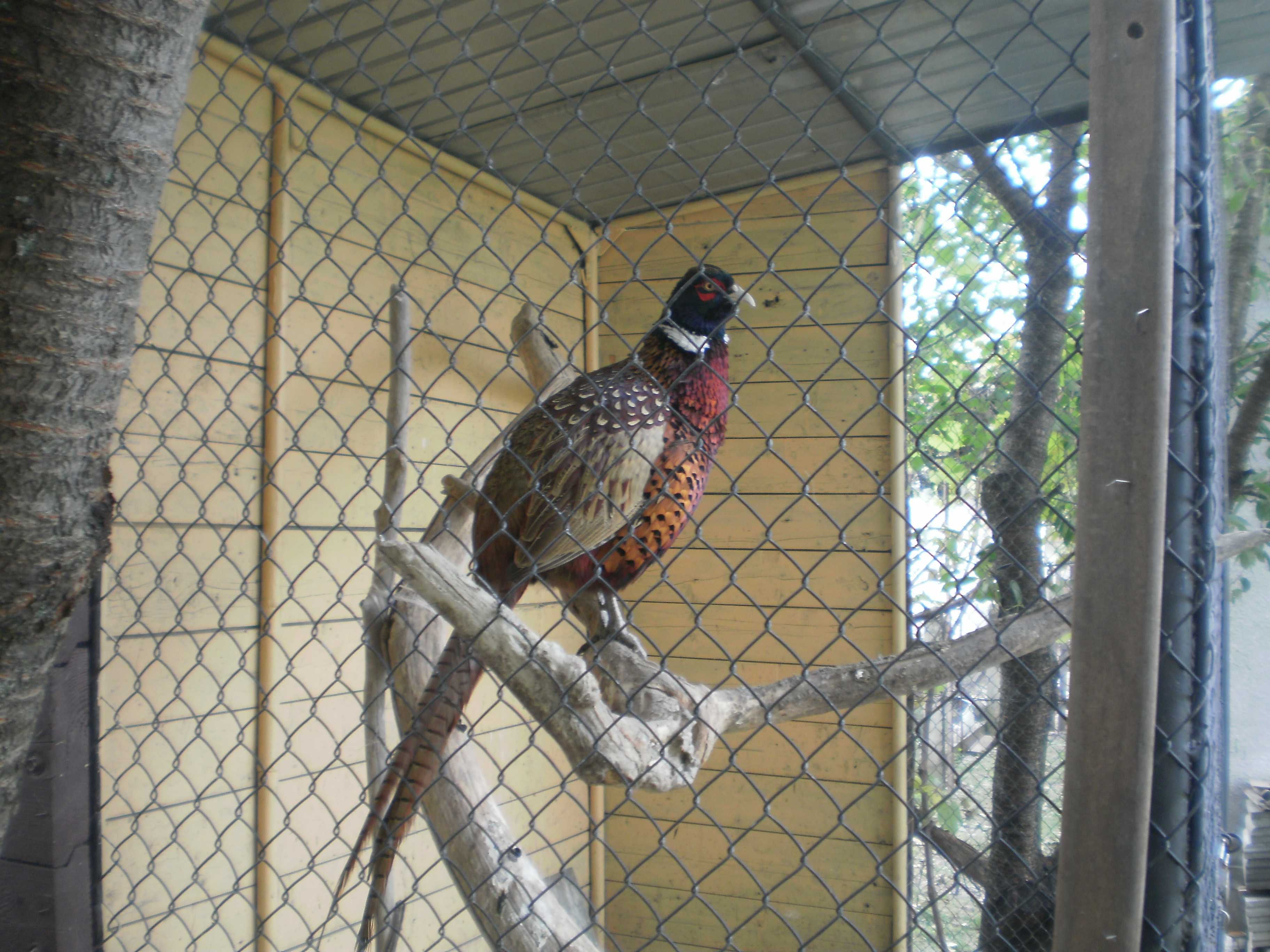 Вольєр сітка для птиці фазанів павлінів
