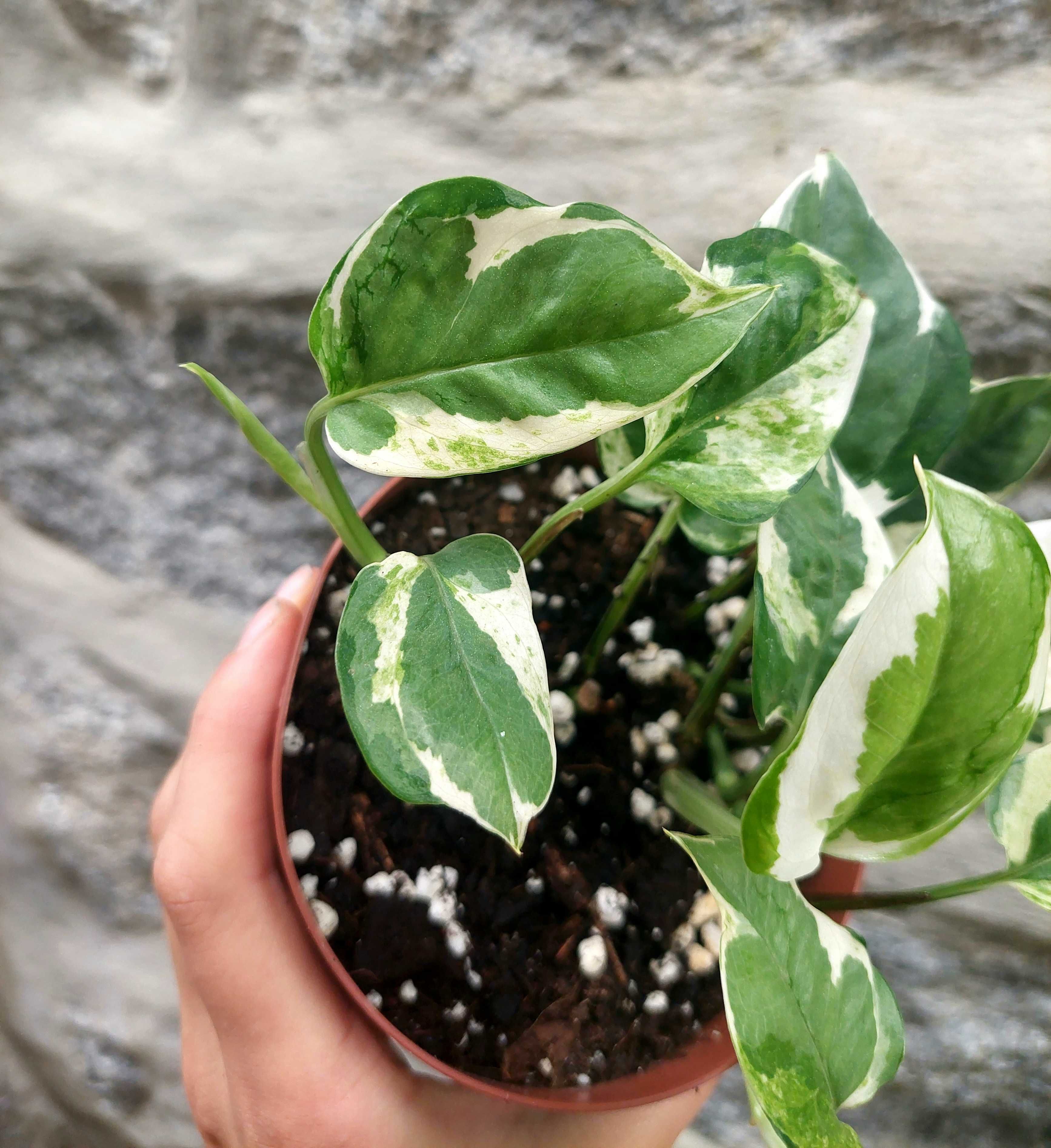 Planta Epipremnum N'Joy