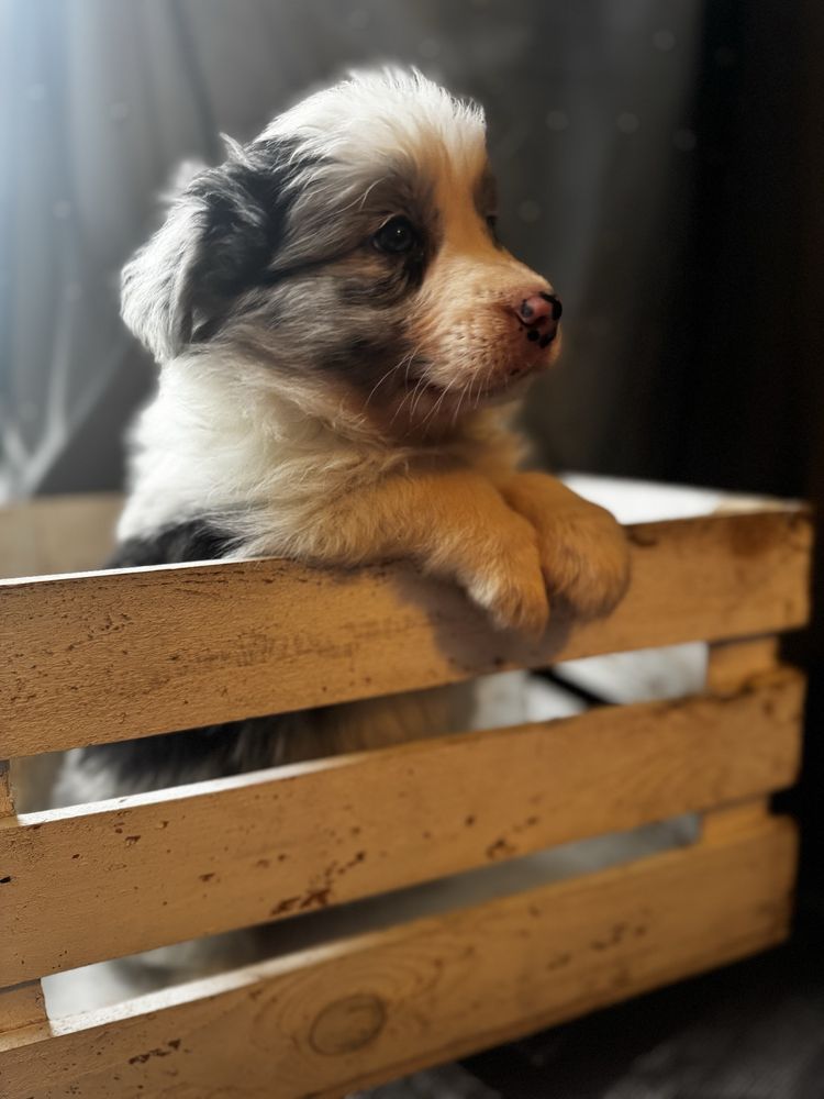 Border Collie FCI ZKWP
