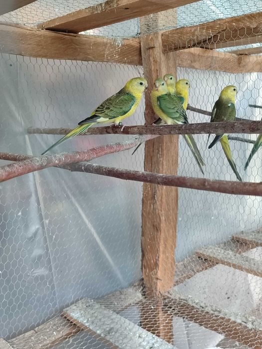 Fêmea red rumped 2025