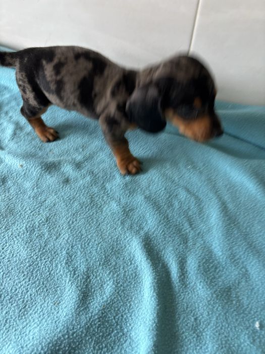 Teckel macho miniatura