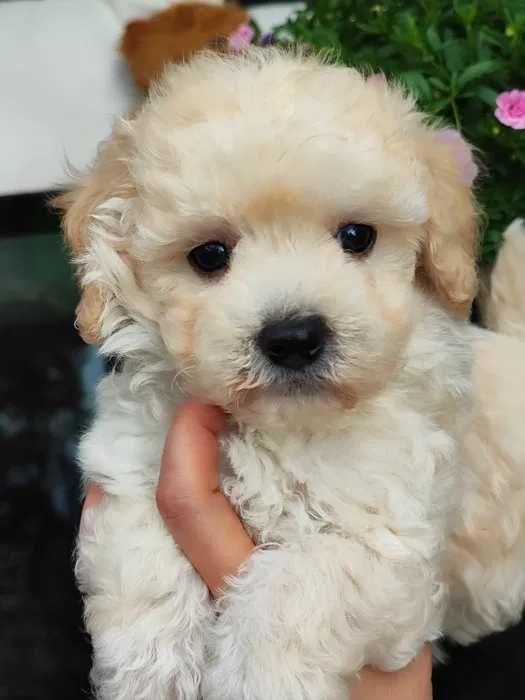Maltipoo disponível