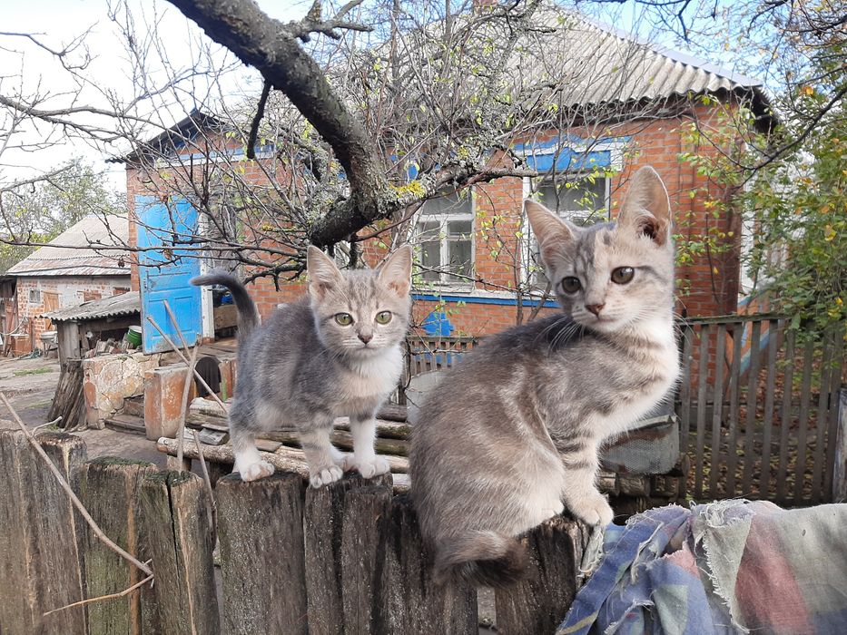 Отдам в хорошие руки. Бесплатно