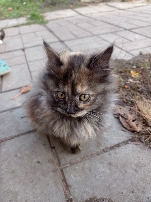 Отдам котят в хорошие руки