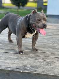 American Bully Pocket