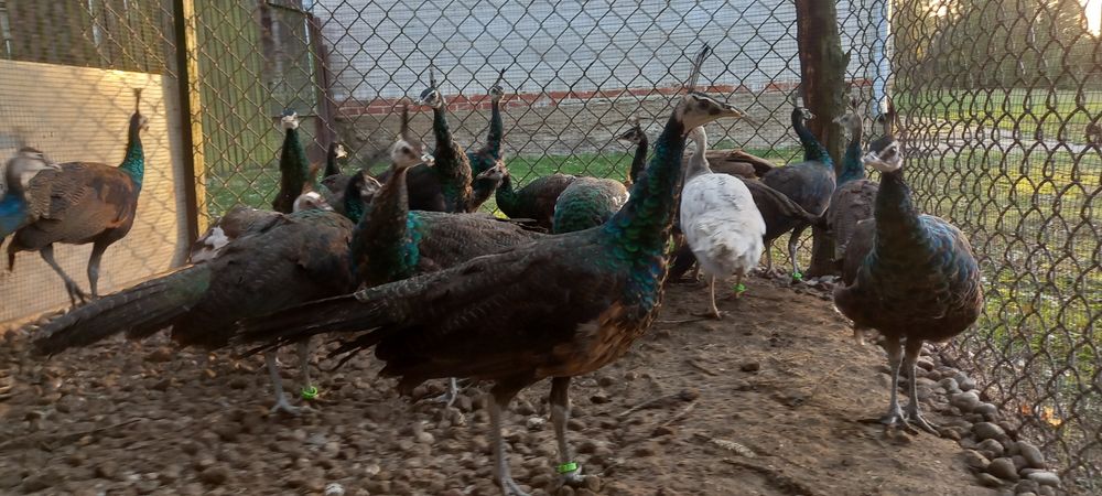 Paw pawie szmaragdowe 2025r