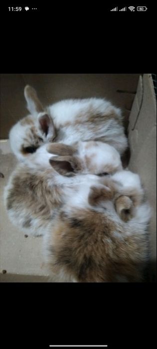 Декоративные кролики мини