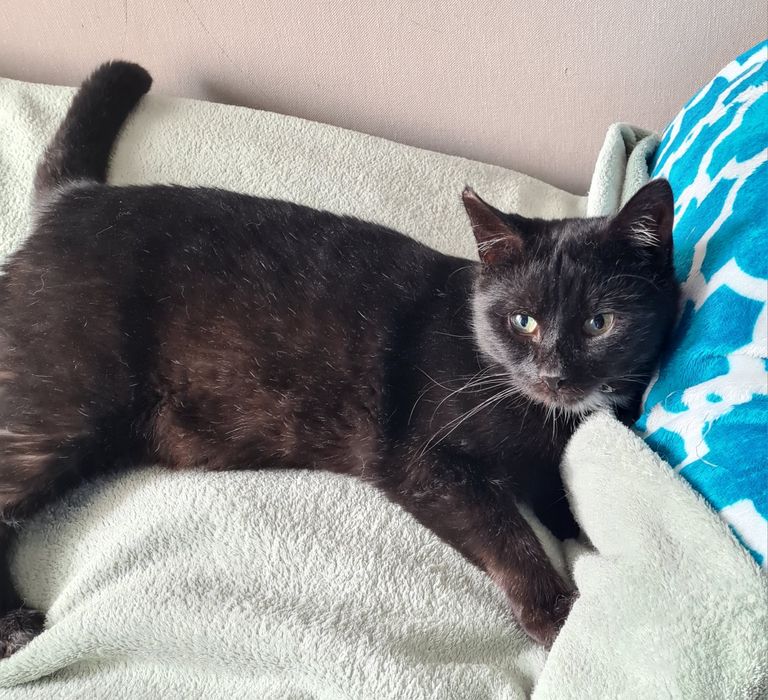 A może Ty pokochasz Lolka?