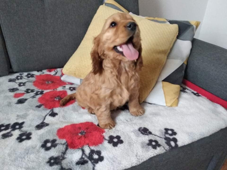 Cocker spaniel piesek