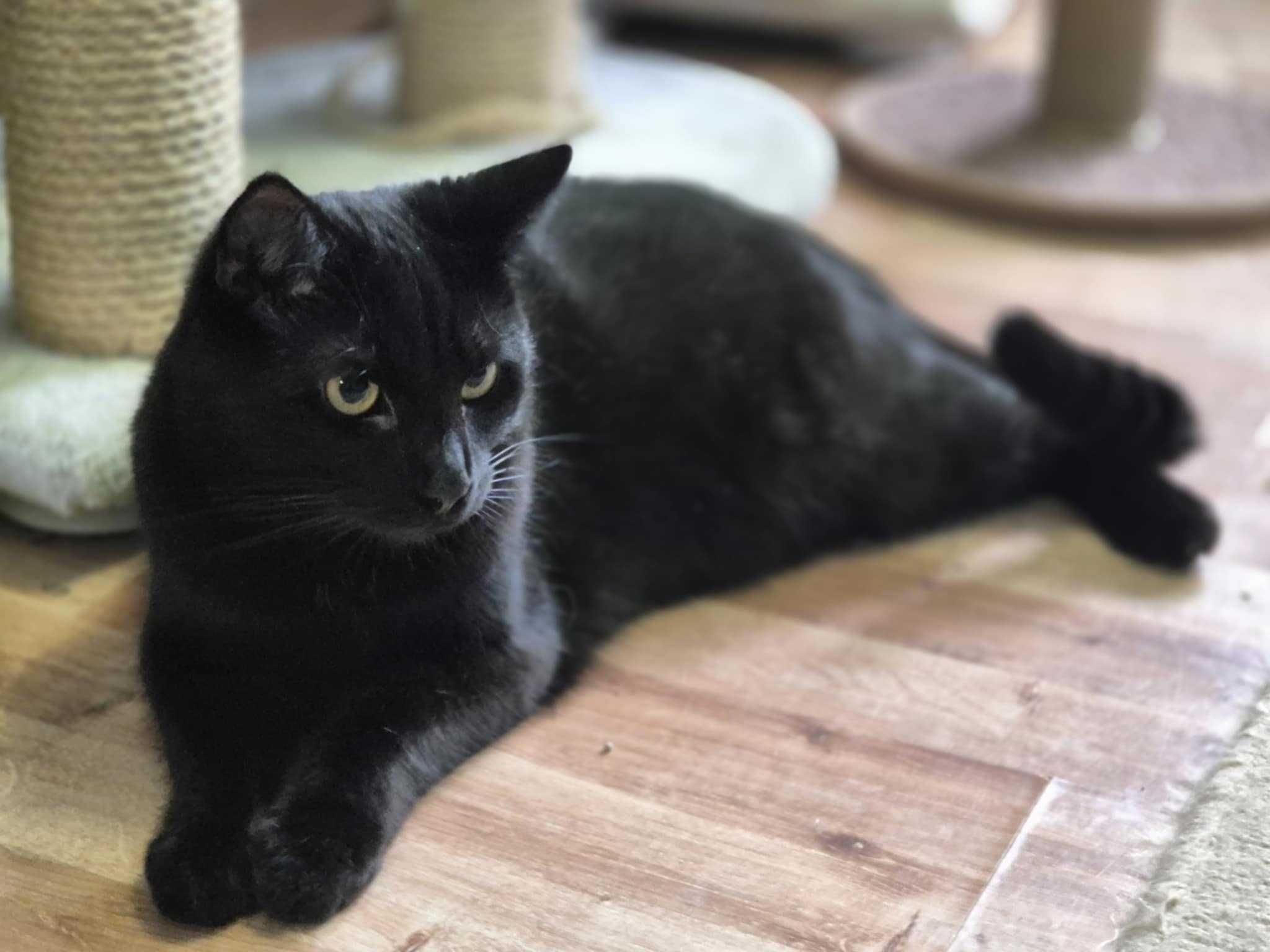 Sofi bardzo tęskni za prawdziwym domem - kot do adopcji