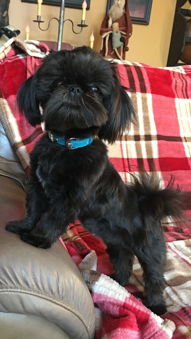 Shih tzu szczeniaczek gotowy do odbioru