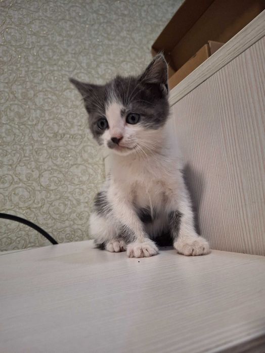 Котенок, котик, кошеня Первомайськ