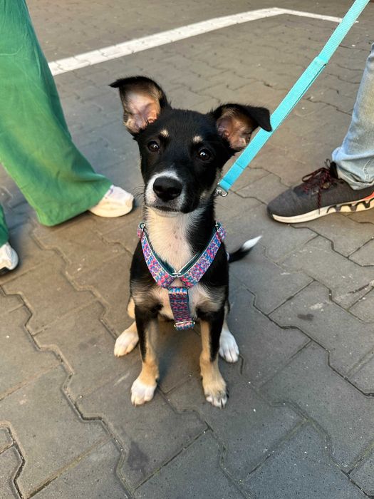 Behawiorysta psów | Szkolenie psów | Spacery socjalizacyjne | Warszawa