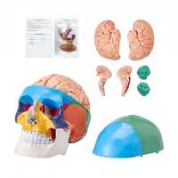 Modelo de crânio humano , cérebro de 8 peças e crânio de 3 peças
