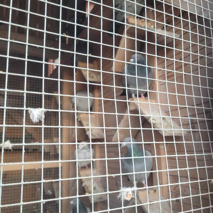 Gołębie pocztowe. 30 sztuk