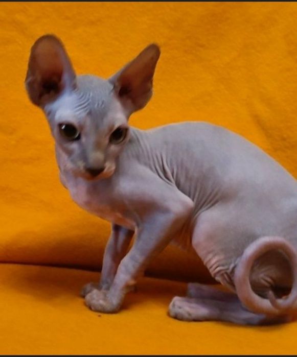 Канадський сфінкс